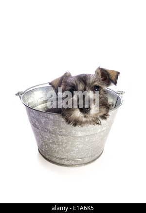 Liebenswerte Zwergschnauzer Welpen warten auf Bad im Waschzuber isoliert auf weißem Hintergrund Stockfoto