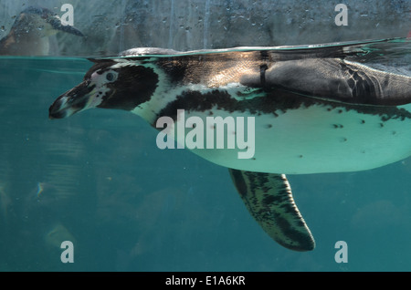 Ein Humboldt-Pinguin schwimmt in einem Aquarium im Huachipa zoologischen Park in der Nähe von Lima, Peru Stockfoto