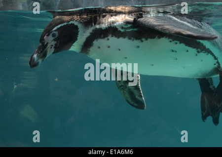 Ein Humboldt-Pinguin schwimmt in einem Aquarium im Huachipa zoologischen Park in der Nähe von Lima, Peru Stockfoto