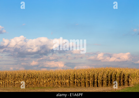 Hühneraugen sind immer gelb und Erntezeit immer näher, beginnen Ihre Erntemaschinen Stockfoto