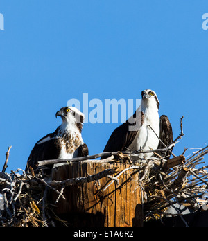 Zwei Fischadler auf Nest, Pandion Haliaetus, Sea Hawk, Fischadler, Fluss Hawk, Hawk Fisch, Raptor, Chaffee County, Colorado, USA Stockfoto