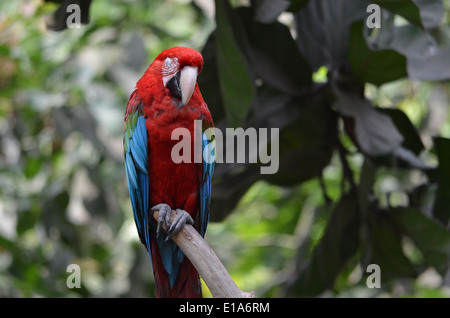 Einen hellroten Aras (Ara Macao) sitzt auf einem Ast im Amazonas-Regenwald in der Nähe von Iquitos, Peru Stockfoto