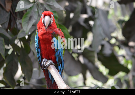 Einen hellroten Aras (Ara Macao) sitzt auf einem Ast im Amazonas-Regenwald in der Nähe von Iquitos, Peru Stockfoto