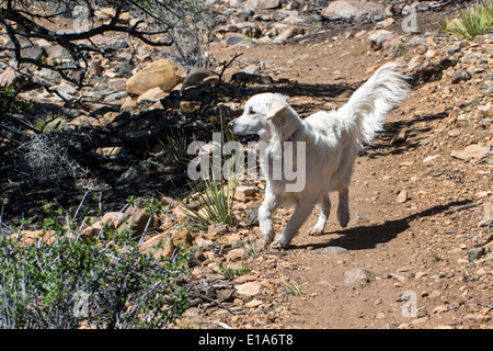 Platin farbige Golden Retriever Hund läuft auf einem Bergweg. Stockfoto