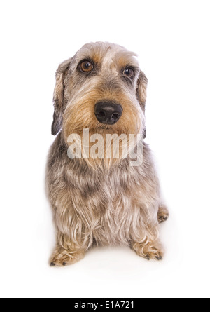 Draht, kurzhaarige Dackel Hund sitzt isoliert Stockfoto