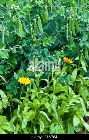 Mischkultur Stockfoto