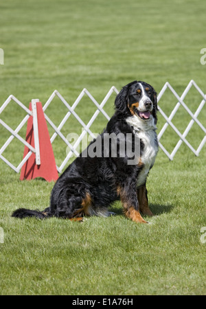 Berner Sennenhund im Gehorsam Ring Hundeausstellung im Freien sitzen Stockfoto