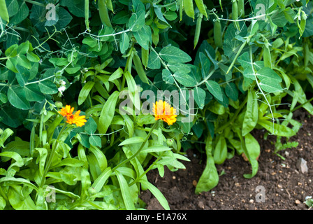 Mischkultur Stockfoto