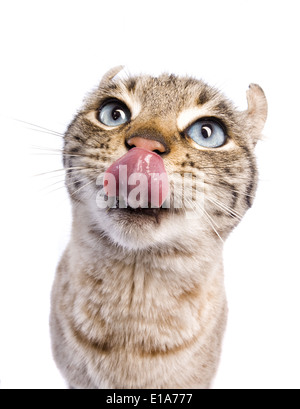 Katze mit Attitüde, Zunge, isoliert auf weißem Hintergrund Stockfoto