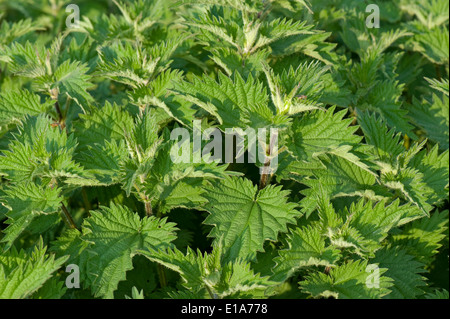 Stechende Nessel, Urtica Dioica, Pflanzen mit gesunden kräftigen Blätter im Frühjahr Stockfoto