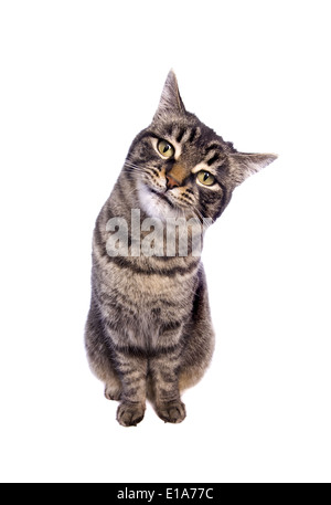 Manx Katze sitzend mit lustigen Ausdruck isoliert auf weißem Hintergrund Stockfoto