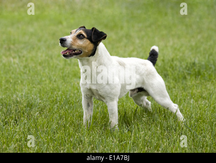 Jack Russell Terrier Hund draußen im grünen Rasen Stockfoto