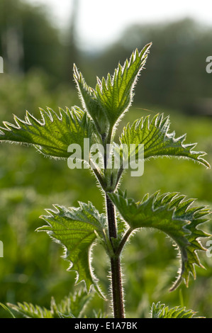 Brennessel, Urtica Dioica, gegen das Licht fotografiert und Hervorhebung der Brennnesselpflanzen Haare auf die Blätter und Stengel Stockfoto