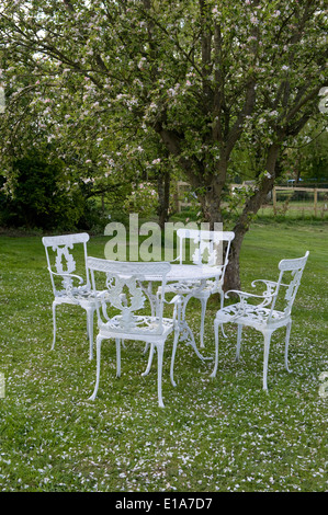 Gefallenen Apple Blossom Blütenblätter auf dem Rasen rund um einen Garten Tisch und Stuhl Stockfoto