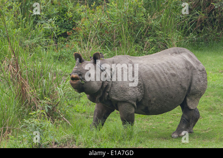 Ein-gehörnte Rhino (fotografiert in Kaziranga Nationalpark, Indien) Stockfoto