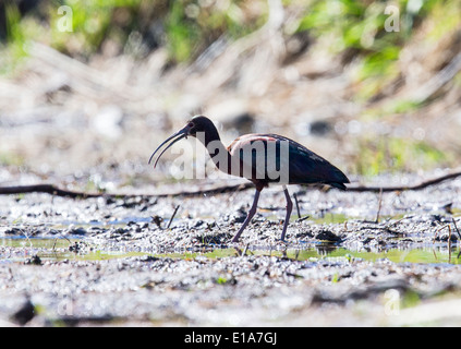 White-faced Ibis, Frantz Lake State Wildlife Area, Salida, Colorado, USA Stockfoto