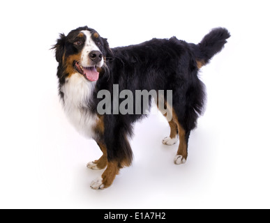 Happy Berner Berg Hund stehend isoliert auf weißem Hintergrund Stockfoto