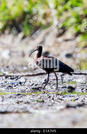 White-faced Ibis, Frantz Lake State Wildlife Area, Salida, Colorado, USA Stockfoto