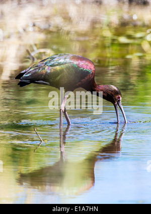 White-faced Ibis, Frantz Lake State Wildlife Area, Salida, Colorado, USA Stockfoto