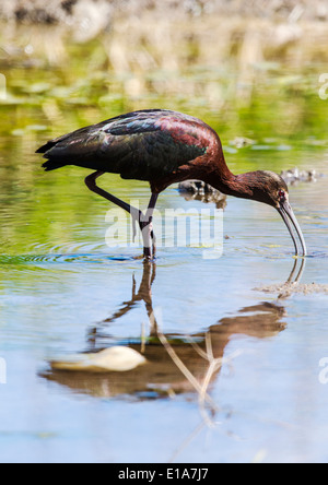 White-faced Ibis, Frantz Lake State Wildlife Area, Salida, Colorado, USA Stockfoto