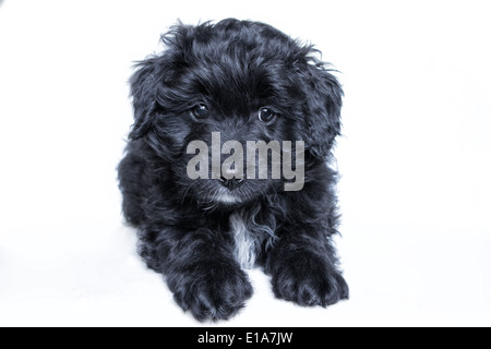 Schwarz-Aussie Doodle Welpen hinlegen auf weißem Hintergrund Stockfoto