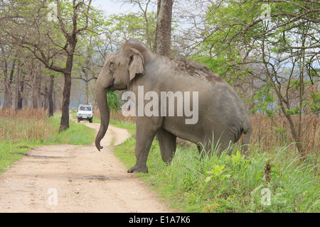 Jeep Safari im Kaziranga (Elefant Überqueren der Straße) Stockfoto