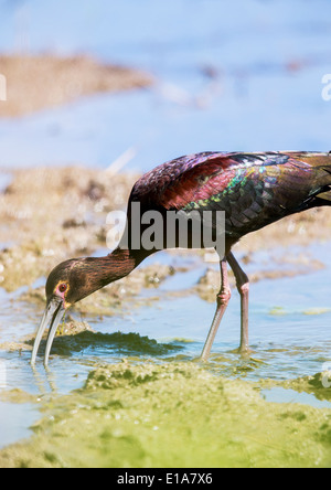 White-faced Ibis, Frantz Lake State Wildlife Area, Salida, Colorado, USA Stockfoto