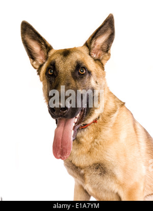 Deutscher Schäferhund Hundekopf geschossen mit großen Ohren und Zunge hängen isoliert Stockfoto