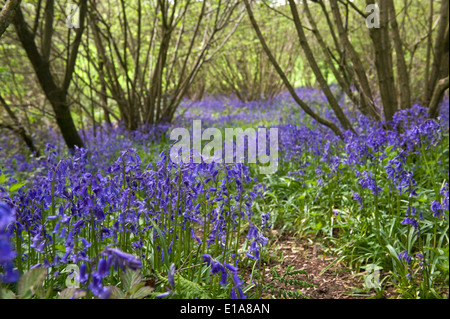 Glockenblumen, Hyacinthoides non-Scripta, im Hasel Waldgebiet auf der Berkshire Downs im Frühjahr blühen Stockfoto