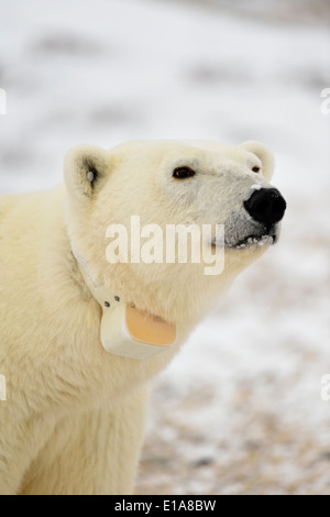 Eisbär (Ursus maritimus) Mutter mit Radio kragen Wapusk National Park, Cape Churchill Manitoba Kanada Stockfoto