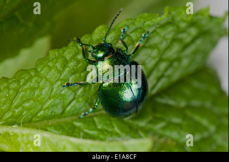 Eine Minze Getreidehähnchen Chrysolina Herbacea, auf einem Blatt Minze Stockfoto