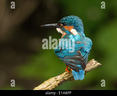 Eisvogel Flusses Kelvin Glasgow Stockfoto