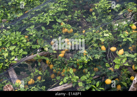 Zitronenbäume mit Früchten Schatten netting um Sonnenbrand auf die Bucht von Salerno in der Nähe von Amalfi in Italien zu verhindern. Stockfoto
