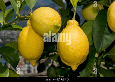 Reife Zitronen am Baum in der Nähe von Sorrent und die Bucht von Neapel in Italien Stockfoto
