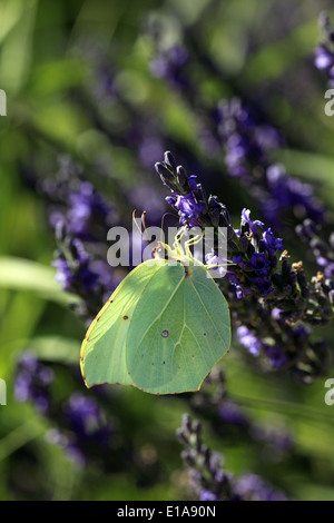 Schmetterling Gonepteryx Rhamni oder Zitrone auf Lavendel Stockfoto