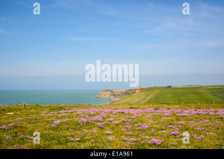 Klippen am Cap Gris-Nez, Côte Opale, Nord-Pas-De-Calais, Frankreich Stockfoto