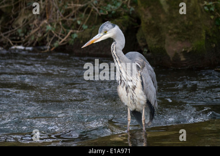 Ein Graureiher Jagd auf Fische in einem Fluss Stockfoto