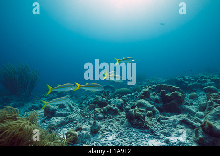 Yello-Ziegenfische in der Karibik um Bonaire. Divesite Andrea I. Grote zeeroede. Foto V.D. Stockfoto