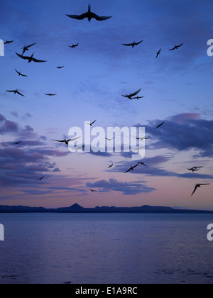 Küstenseeschwalben fliegen über das Meer, Seltjarnarnesbær, Reykjavik, Island Stockfoto