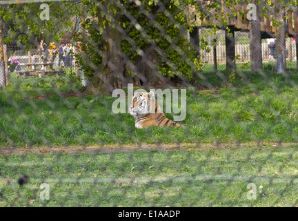 Royal Bengal Tiger in seinem Gehege im Blair Drummond Safari Park, ist dies ein offener Park wo man durchfahren kann Stockfoto