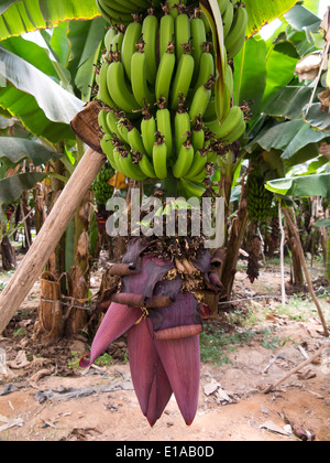 Details der Bananenstauden zeigt unreife grüne Früchte und Blütenstand, innen sehr große Folientunnel wächst Stockfoto