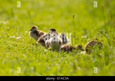 Küken aus einer Nilgans auf einem Feld mit Blumen Stockfoto