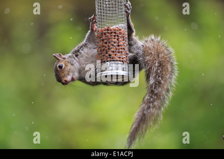 Schwerkraft trotzt Mutter lieben Eichhörnchen unbeeindruckt von Regen Stockfoto