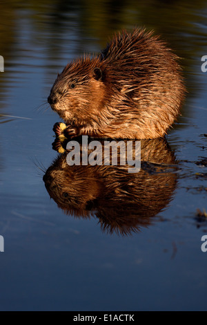 Einen jungen Biber im Wasser von seinem Teich sitzen Stockfoto
