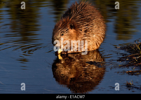 Einen jungen Biber im Wasser von seinem Teich Essen ein Stück Rinde von einem Espenbaum Zweig sitzen Stockfoto