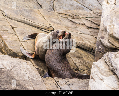 New Zealand Pelzrobben, Cape du geschafft, Flinders Chase Nationalpark, Kangaroo Island, South Australia Stockfoto