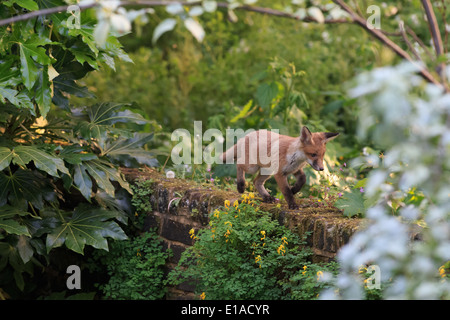 Fox Cub, die entlang einer Wand Stockfoto