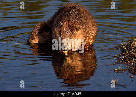 Zwei junge Biber im Wasser von ihrem Teich Fütterung auf einige Äste sitzen Stockfoto