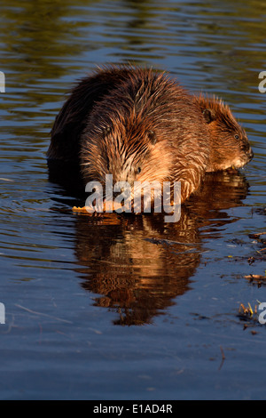 Zwei junge Biber im Wasser von ihrem Teich Fütterung auf einige Äste sitzen Stockfoto