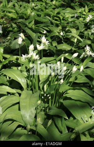 Bärlauch, Allium ursinum Stockfoto